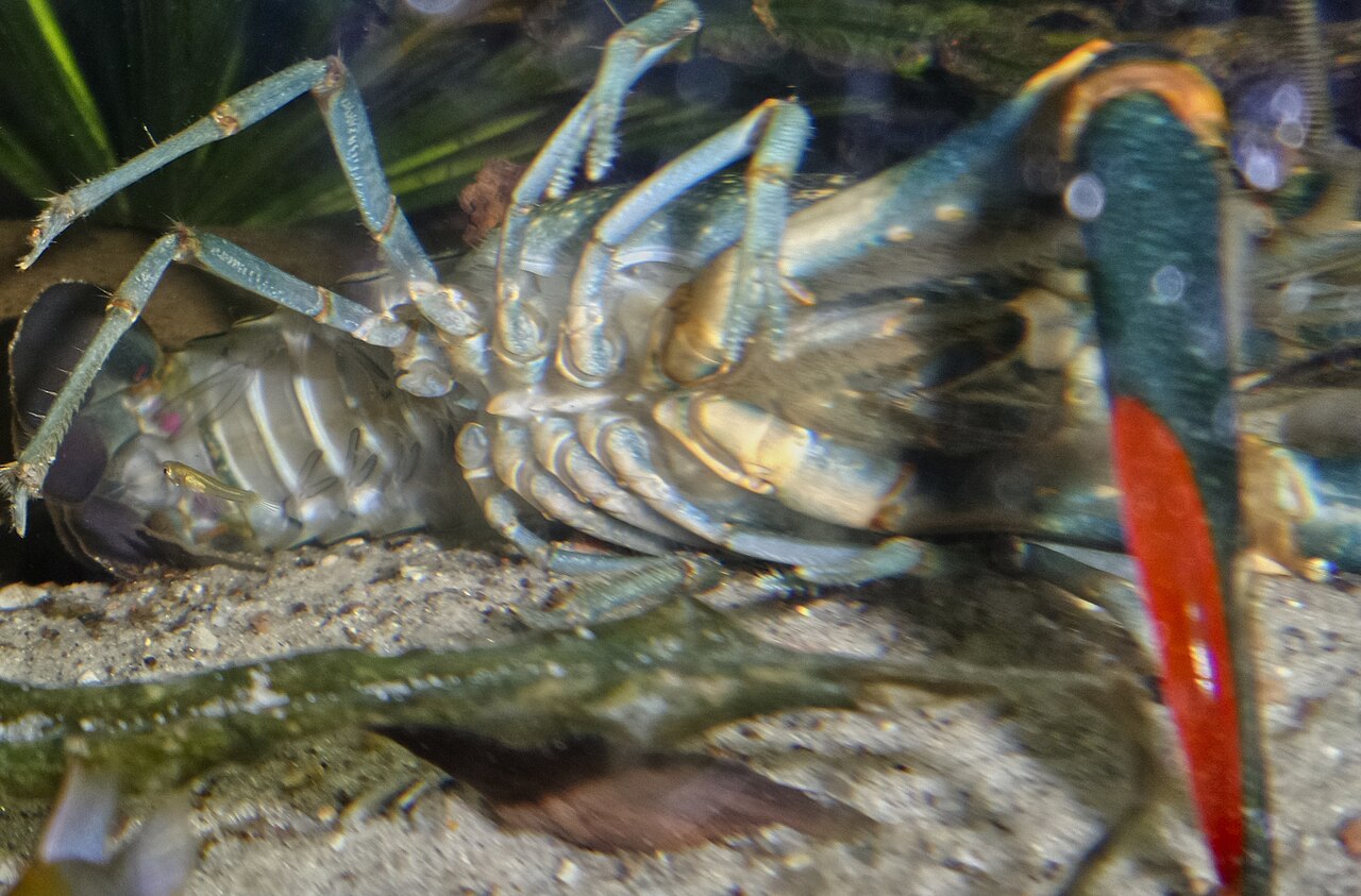 Redclaw crayfish
