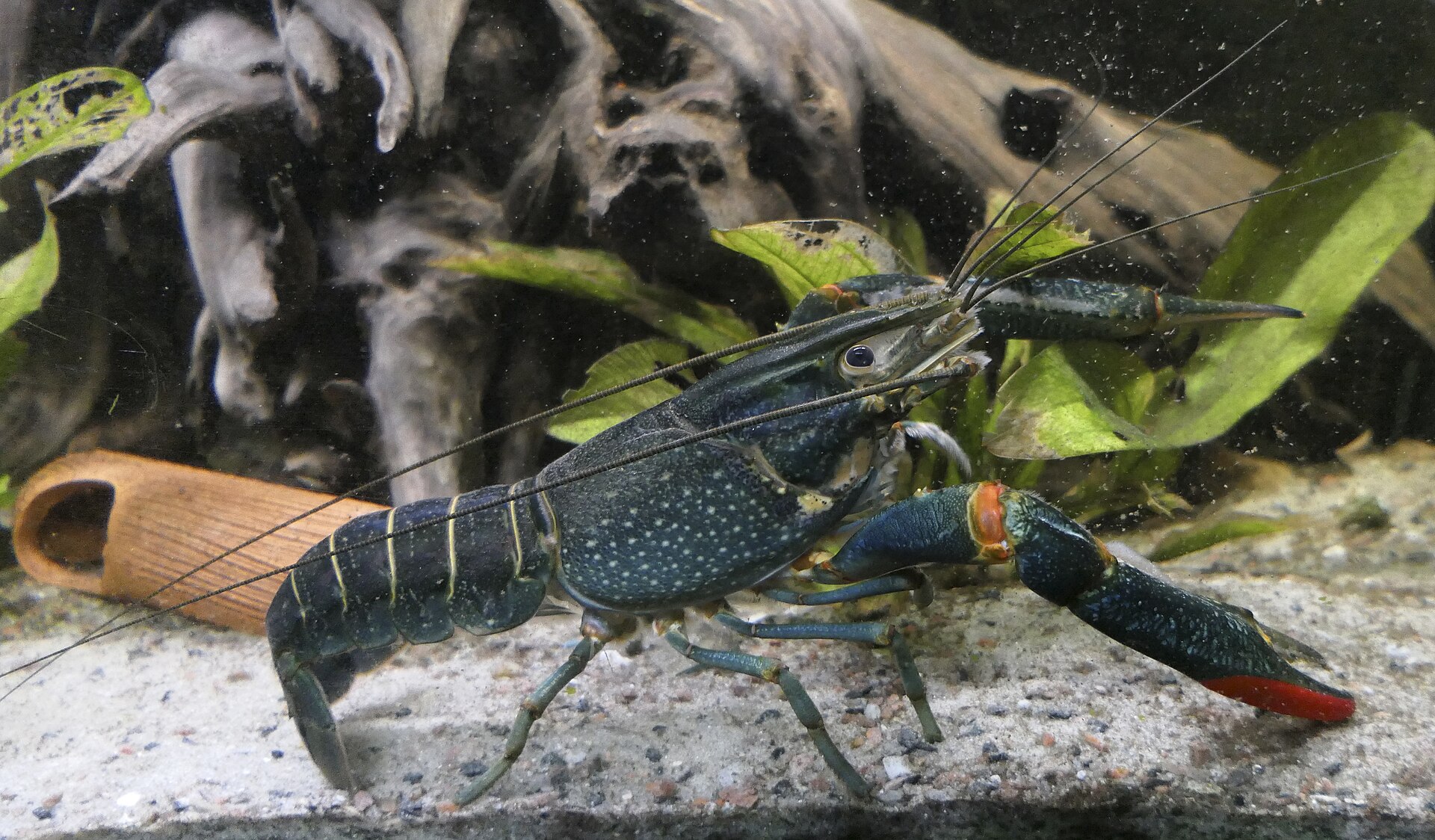 Redclaw crayfish