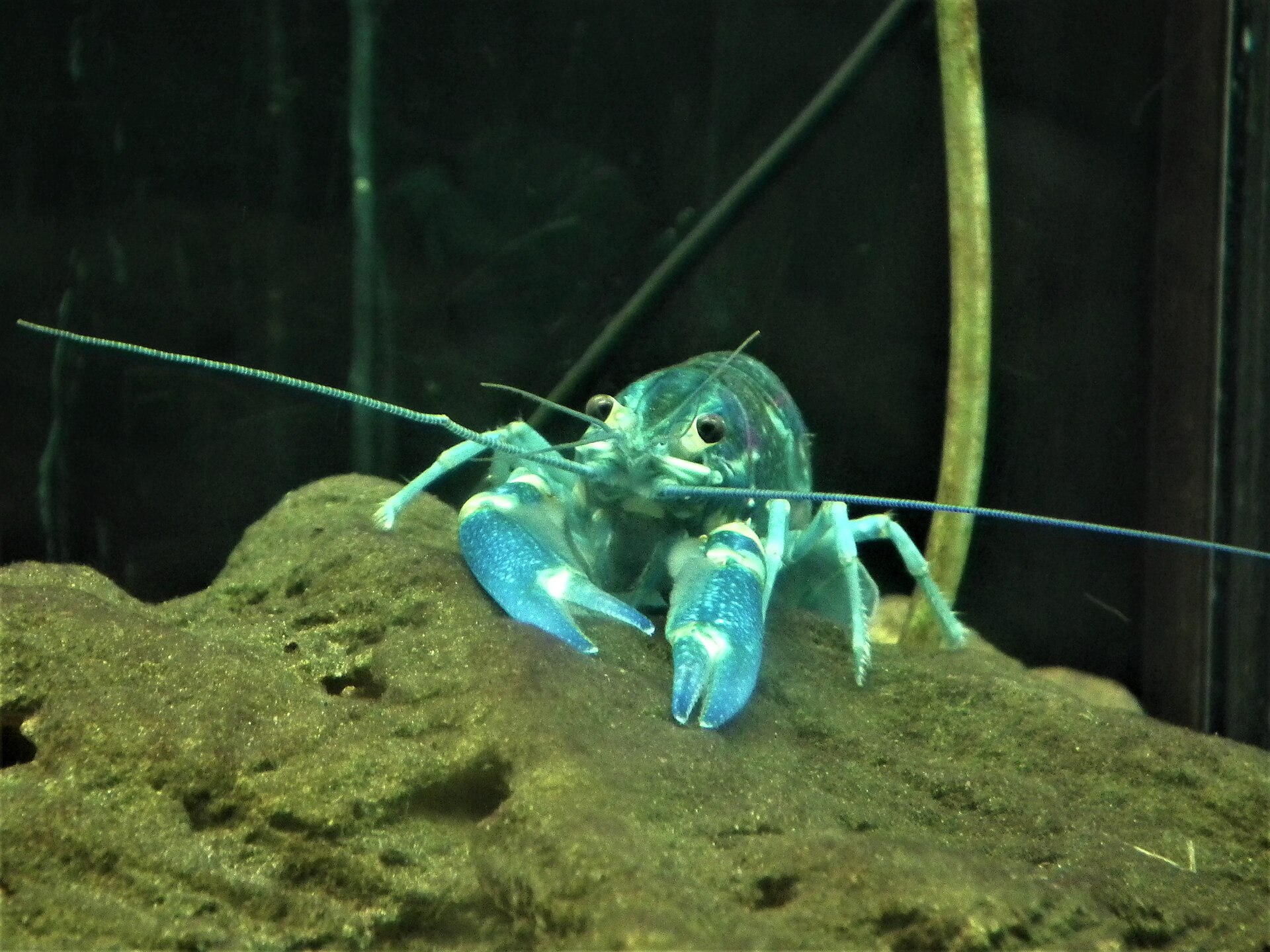 Redclaw crayfish