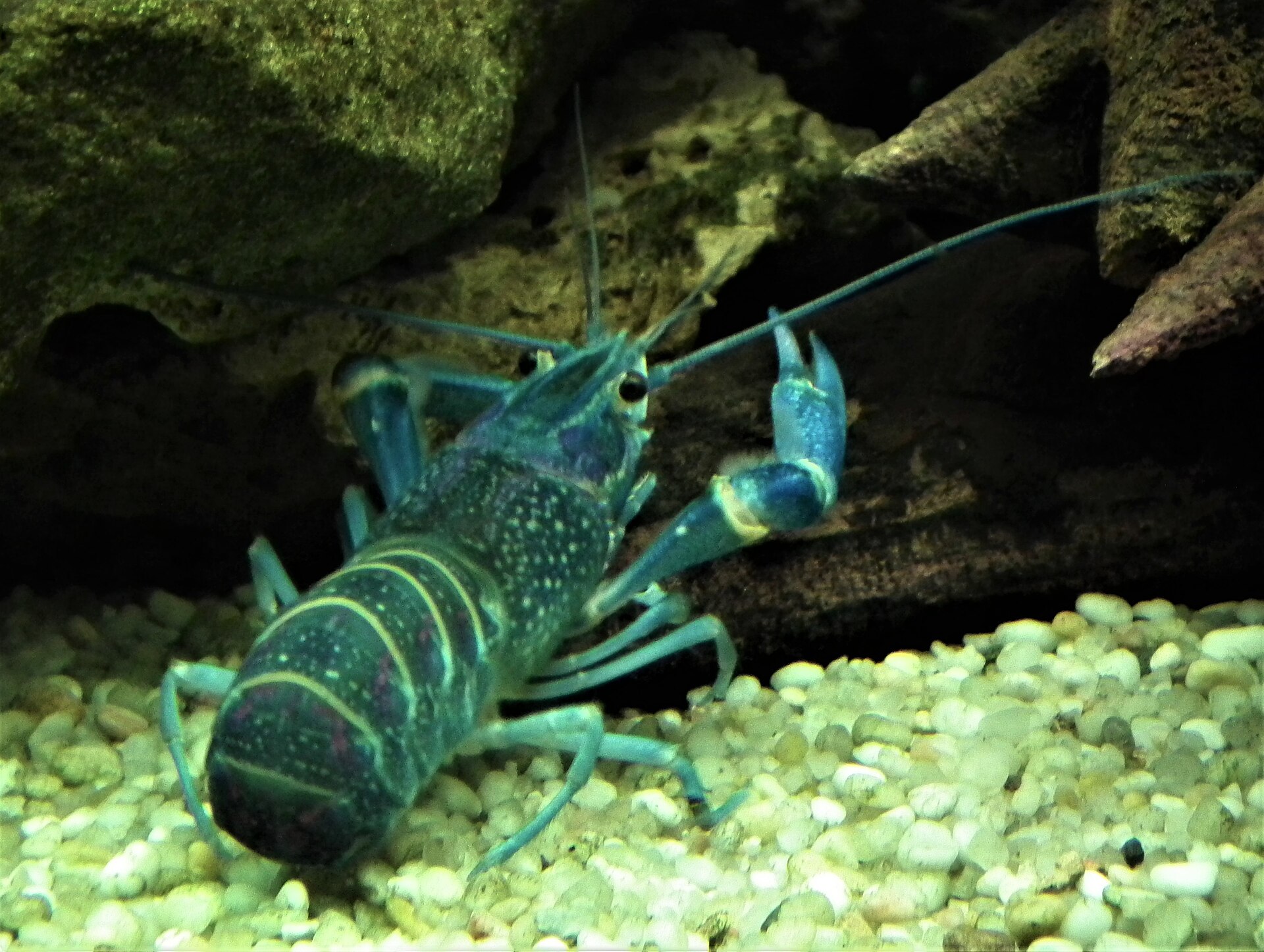 Redclaw crayfish