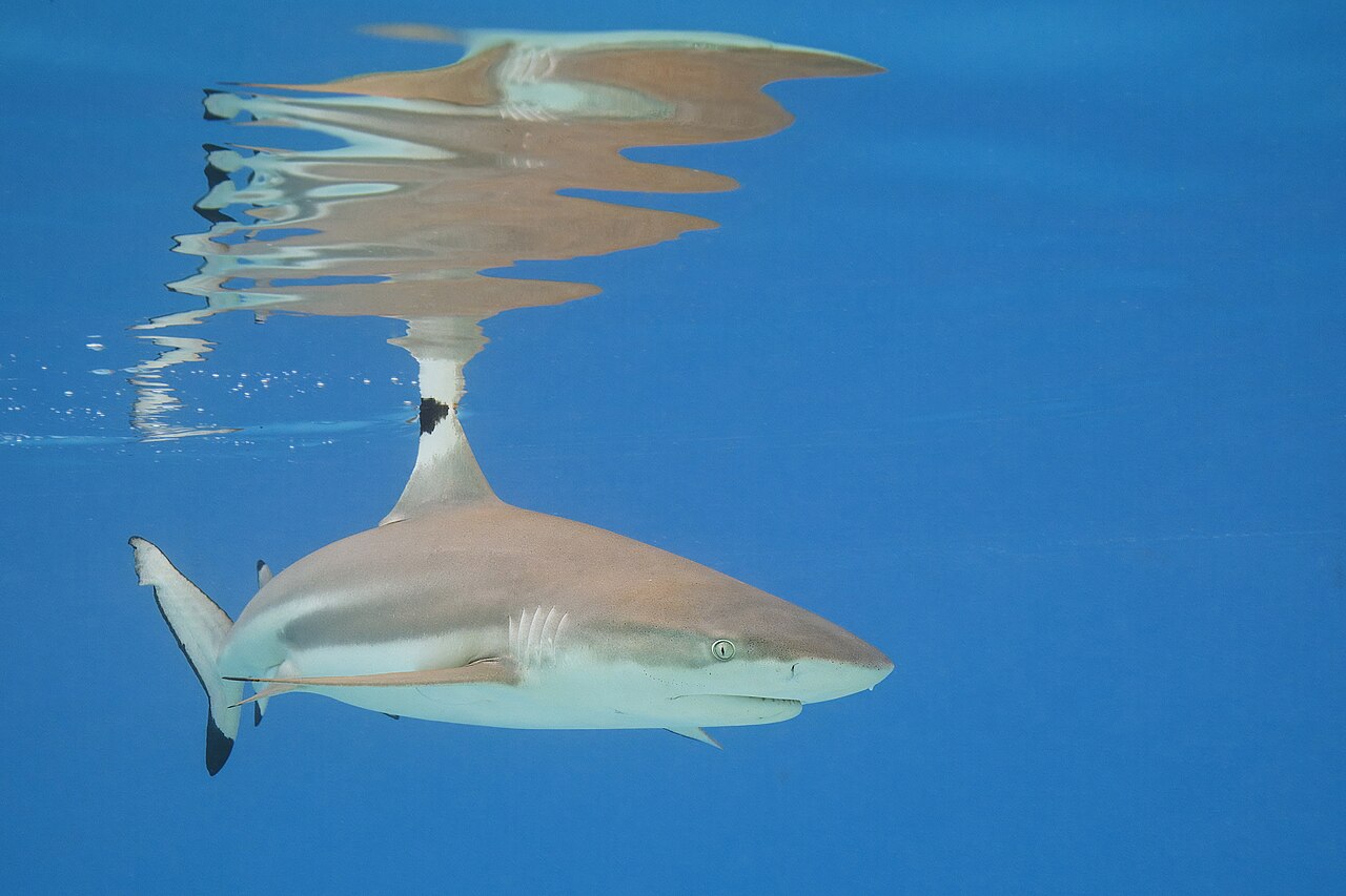 Reef sharks