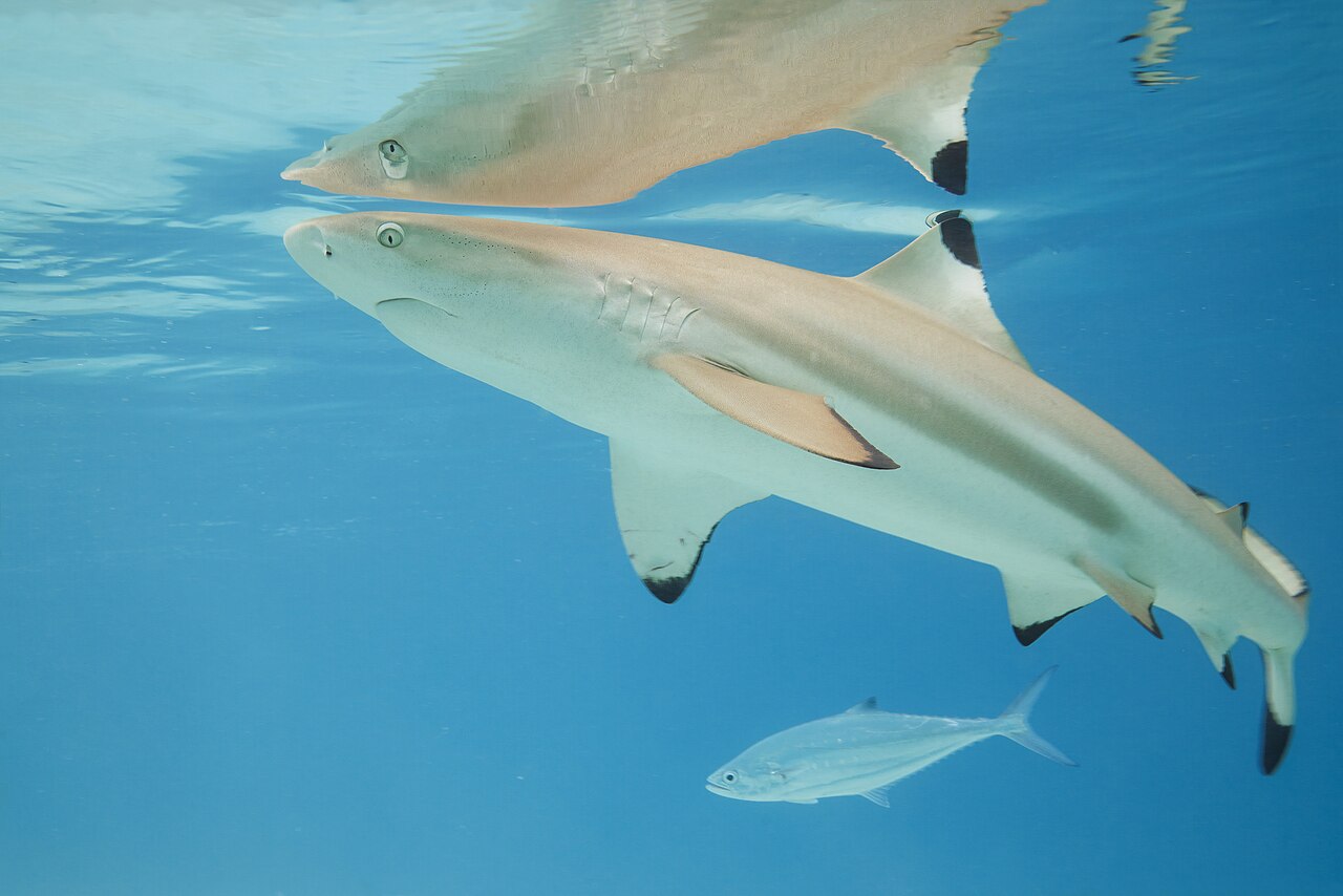 Cartilaginous Fish