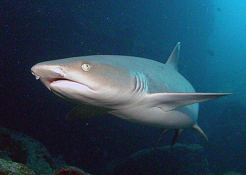 Reef sharks