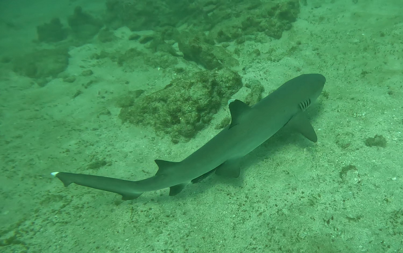 Reef sharks