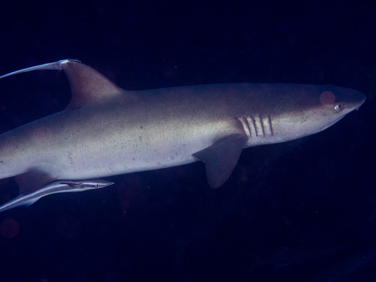 Reef sharks