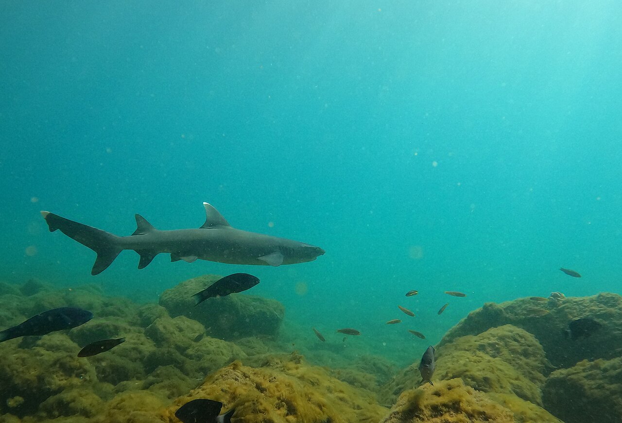 Reef sharks