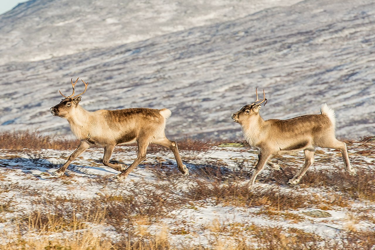 Reindeer