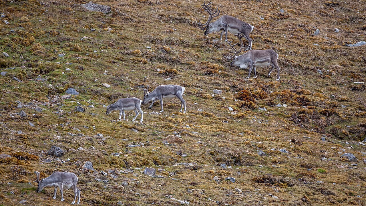 Reindeer