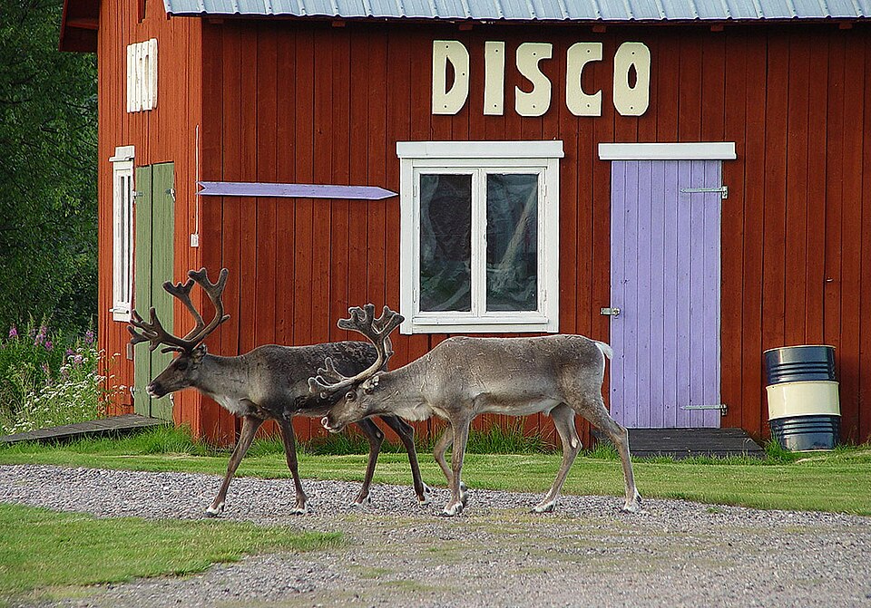 Reindeer