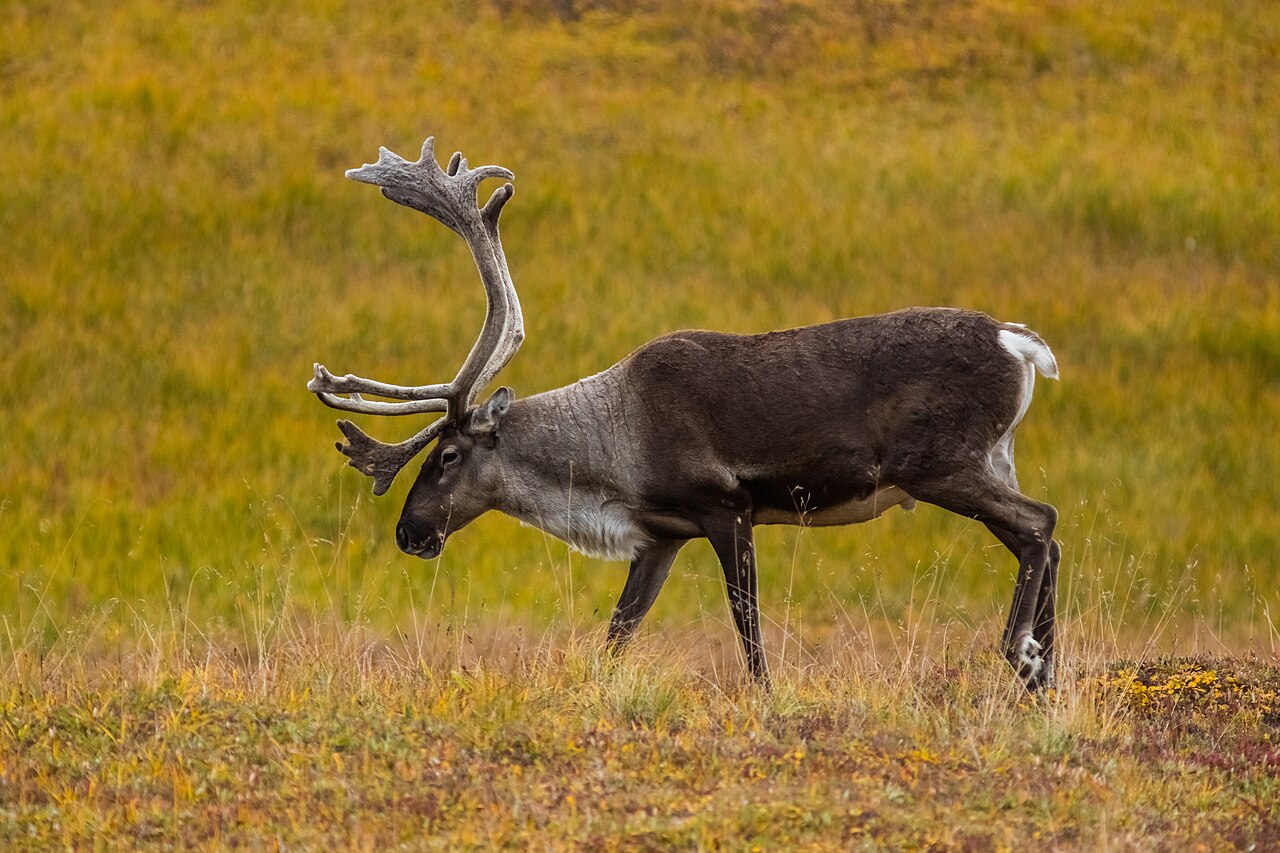 Reindeer