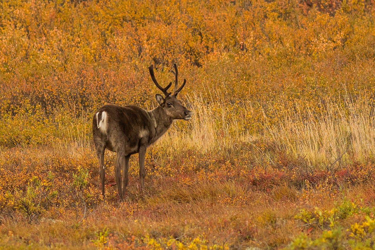 Reindeer