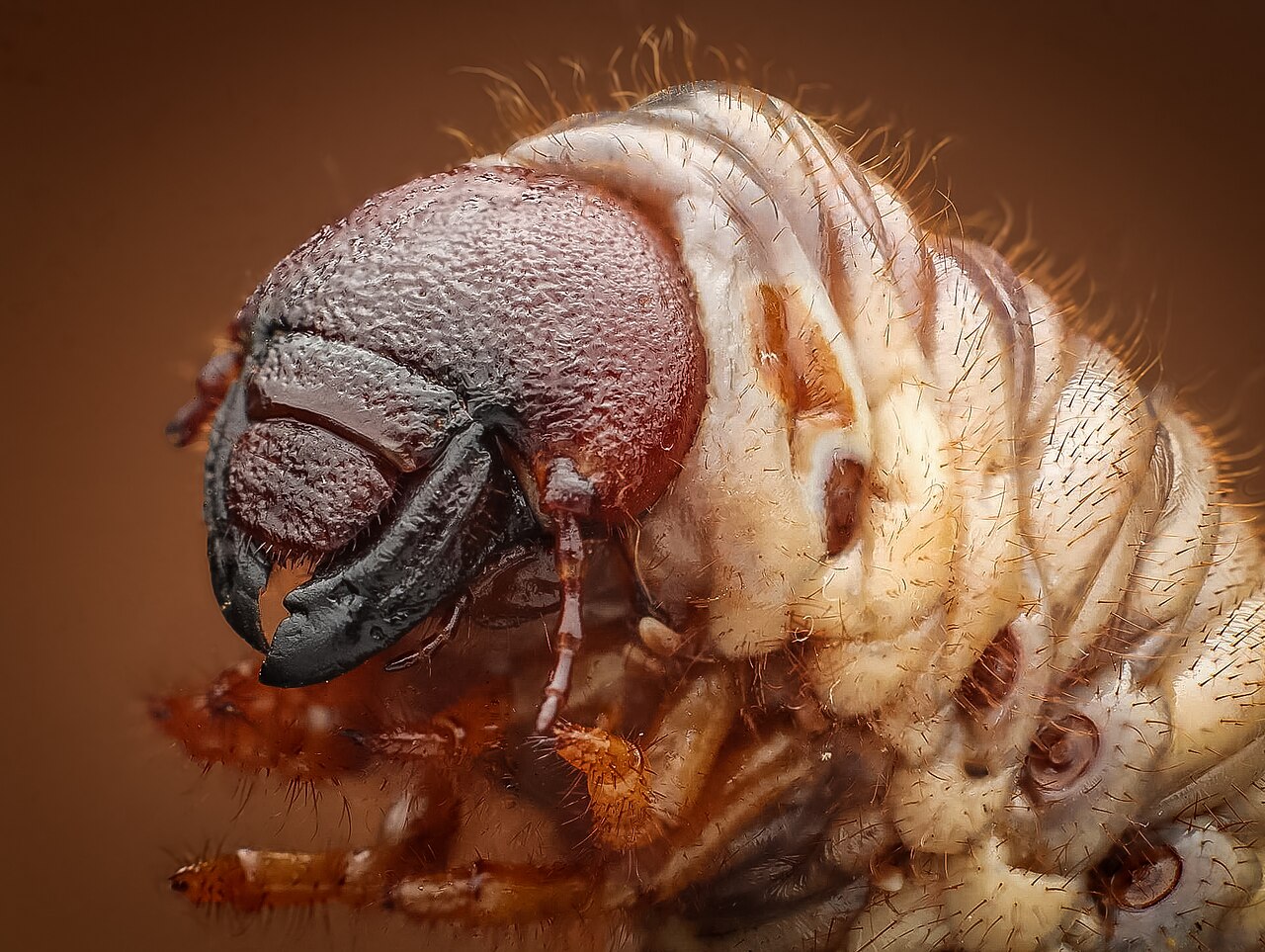 Rhinoceros beetle larvae