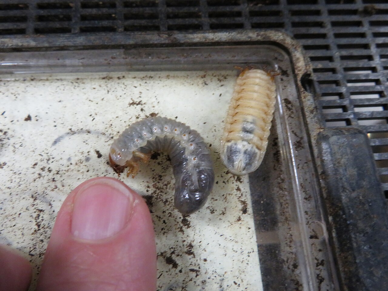 Rhinoceros beetle larvae