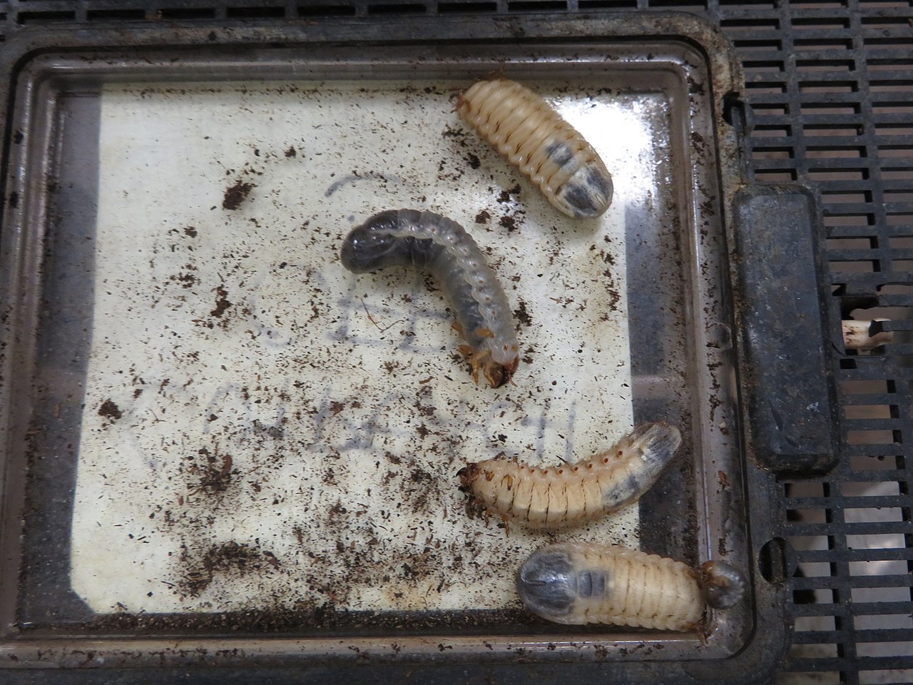 Rhinoceros beetle larvae