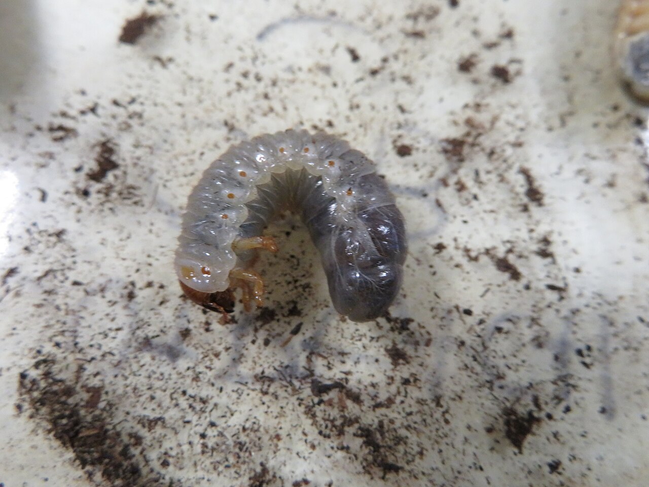 Rhinoceros beetle larvae
