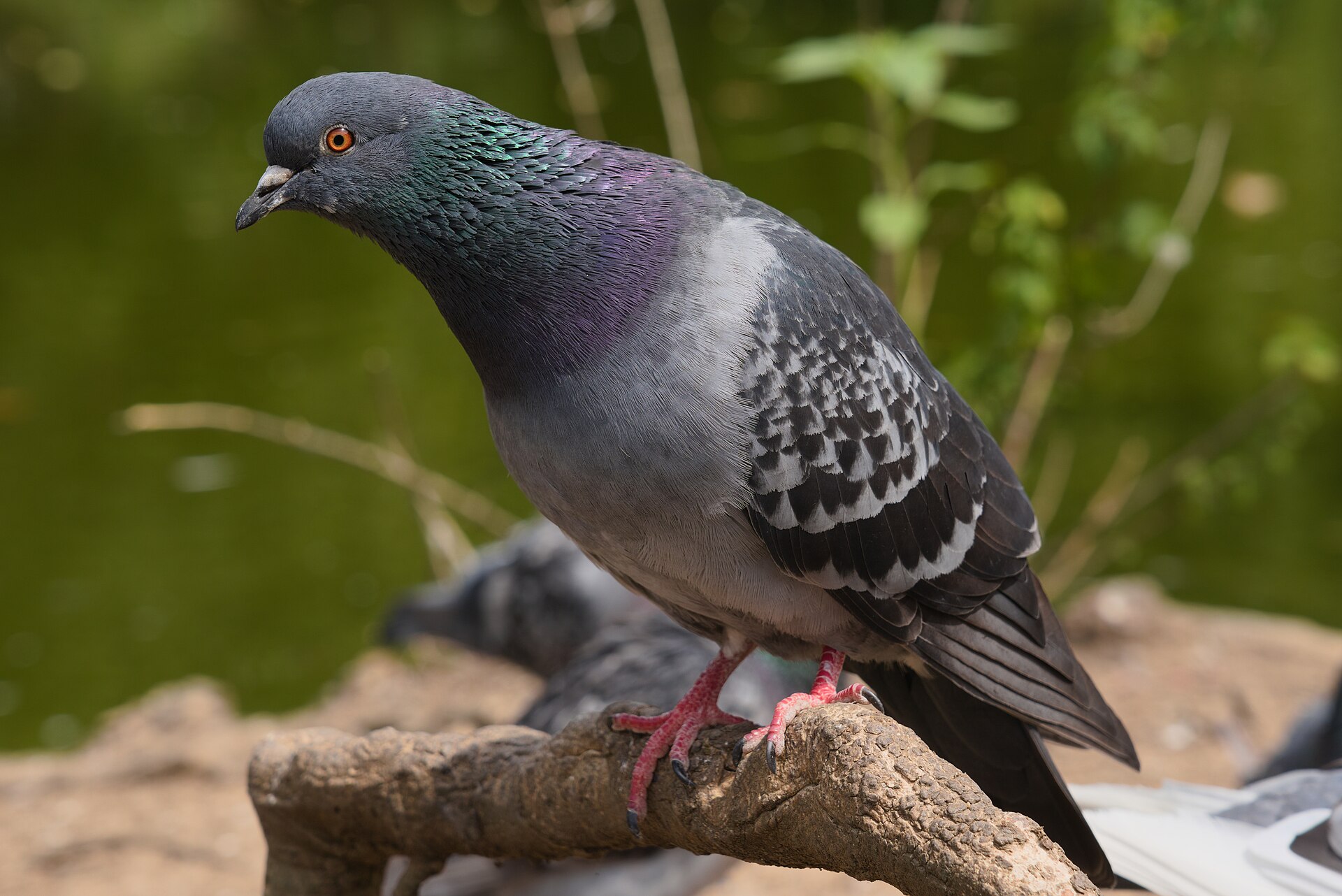 Rock pigeon