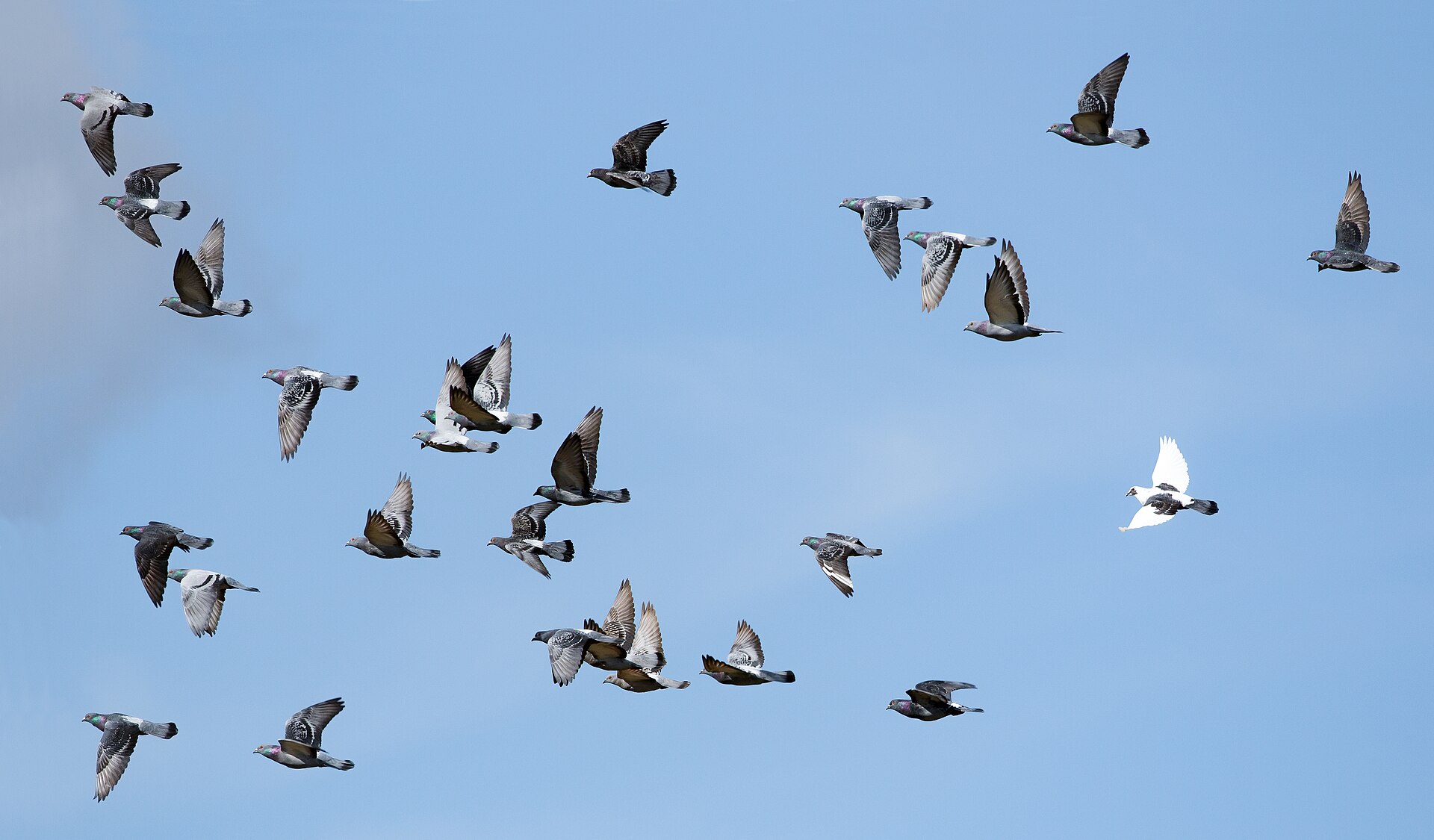 Rock pigeon