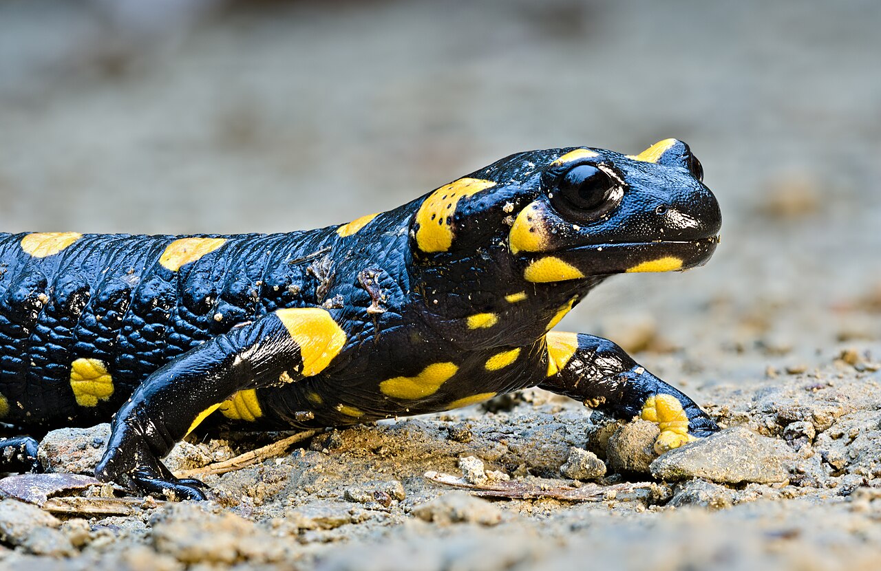 Salamanders
