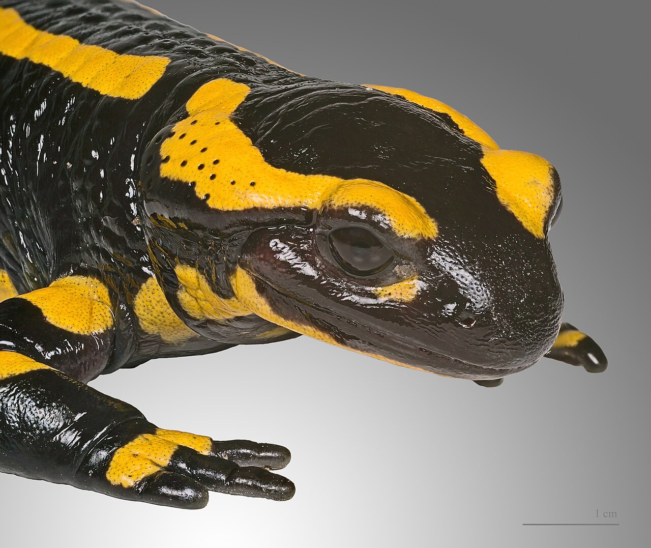 Salamanders