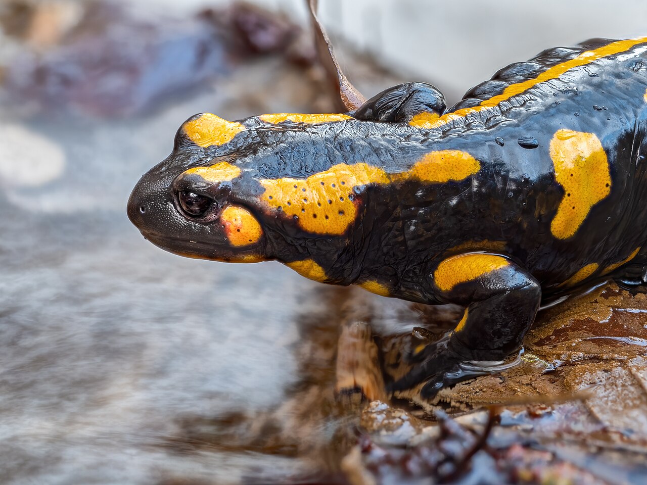 Salamanders