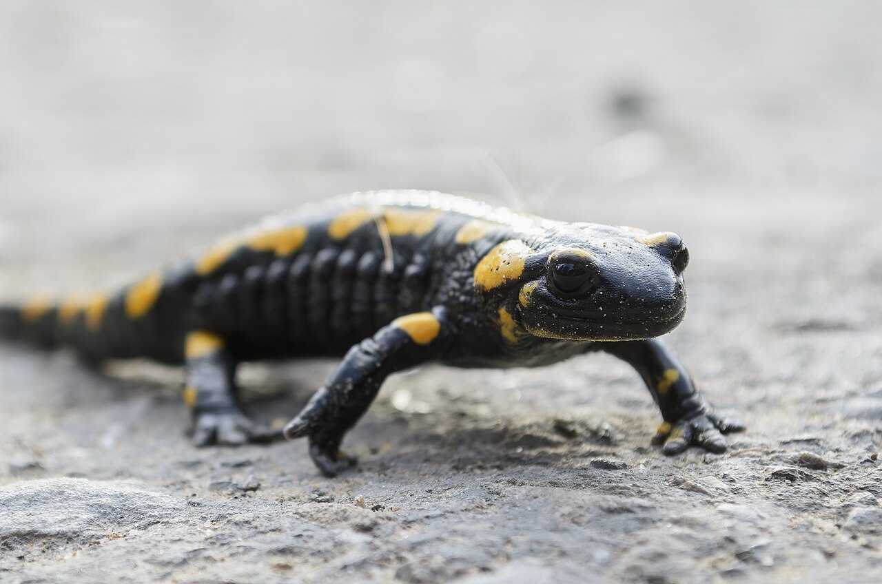 Salamanders
