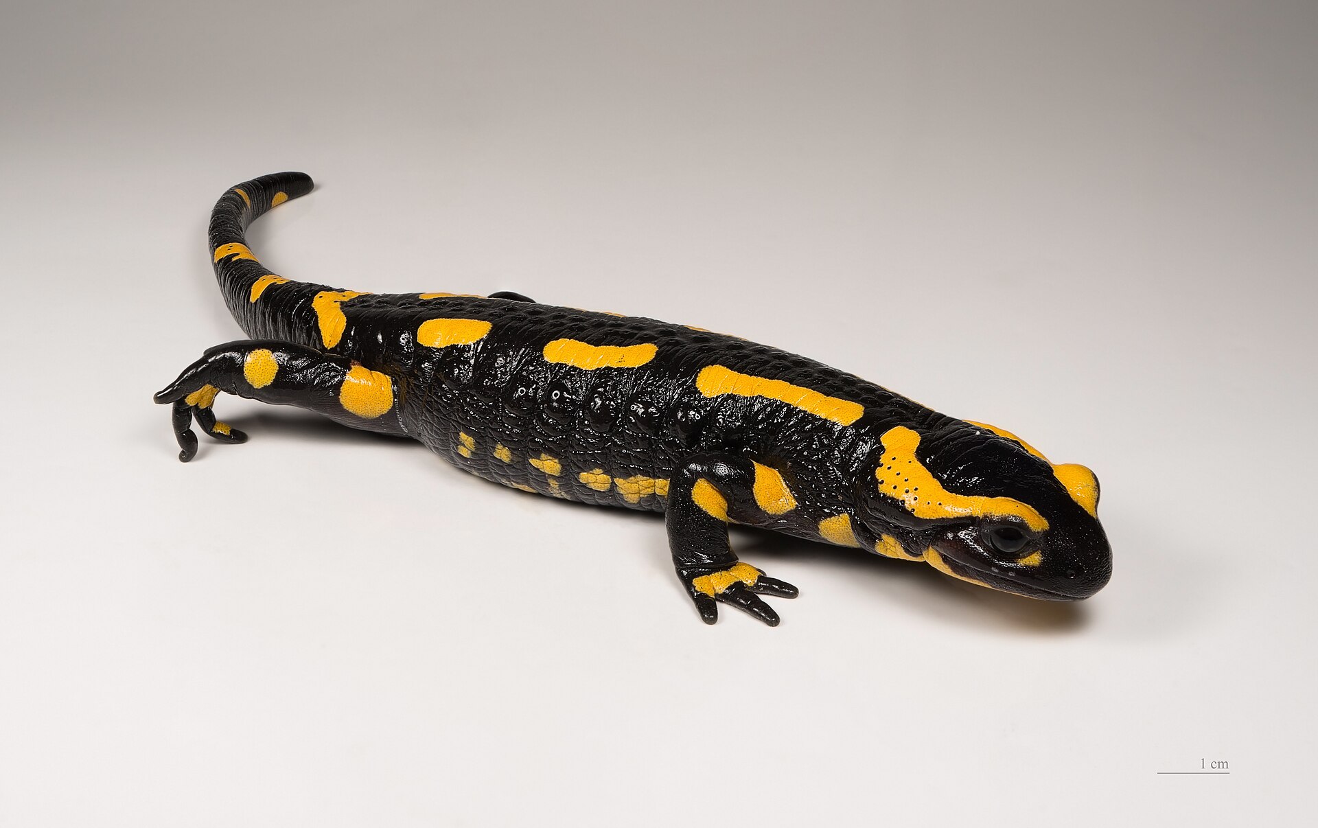 Salamanders and Newts