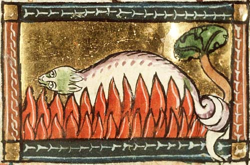 Salamanders and Newts
