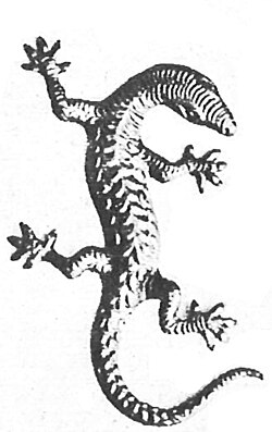 Salamanders and Newts