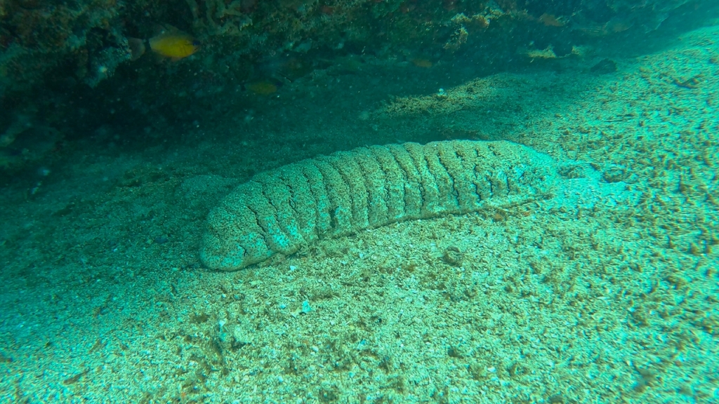 Sandfish sea cucumber