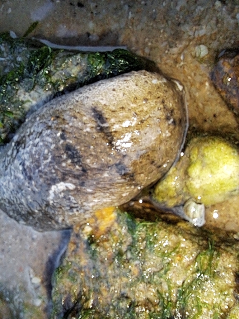 Sandfish sea cucumber