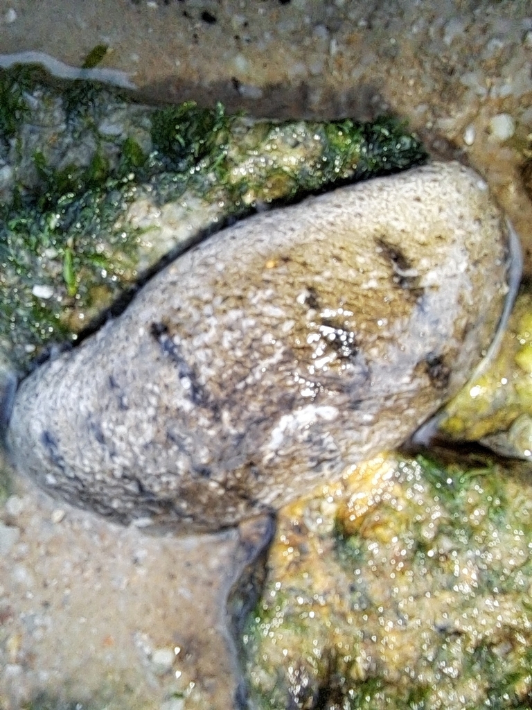 Sandfish sea cucumber