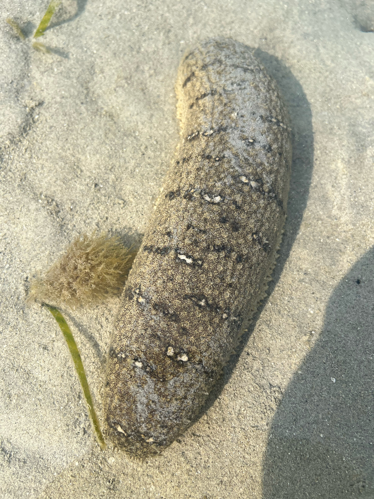 Sandfish sea cucumber