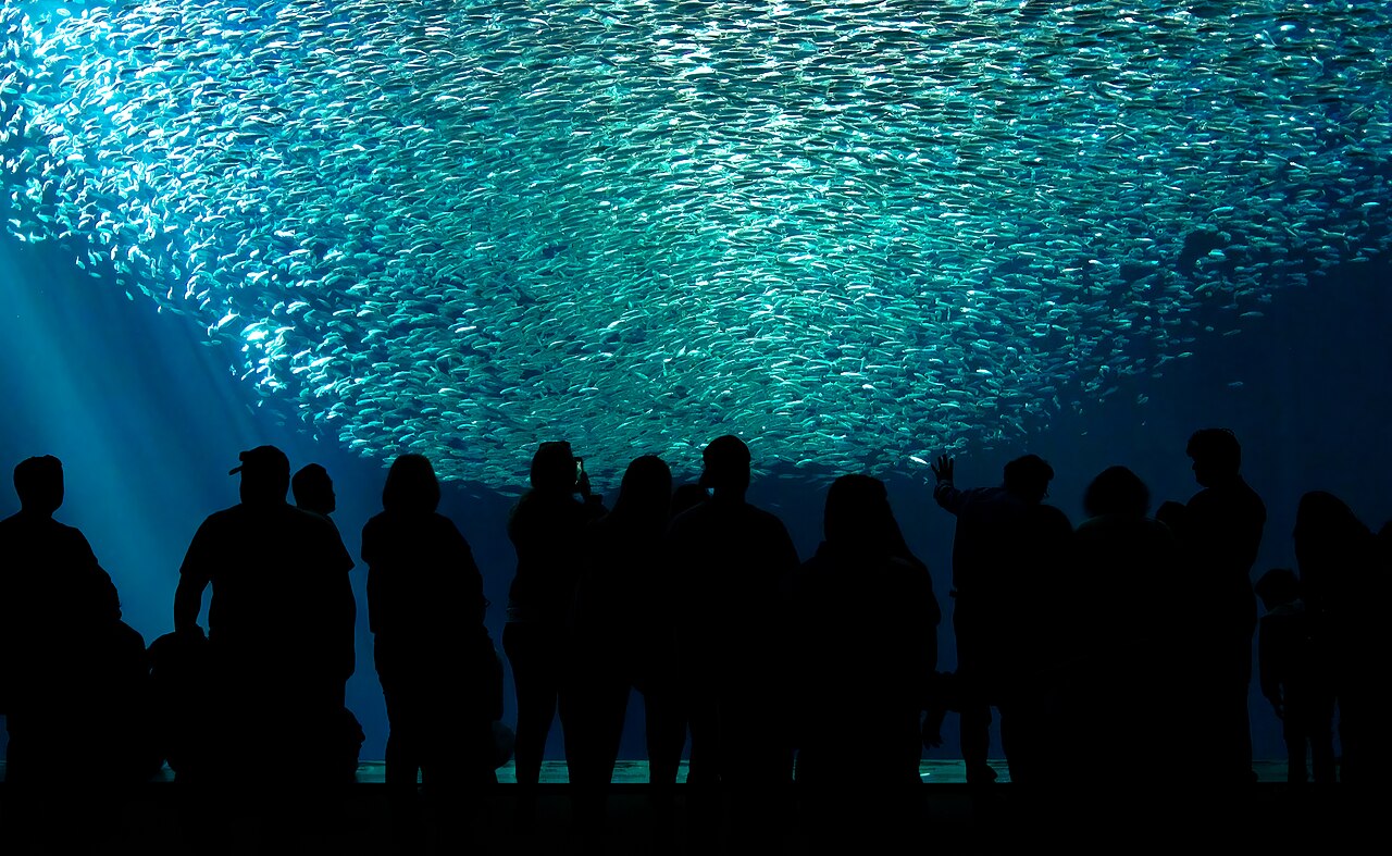 Sardine