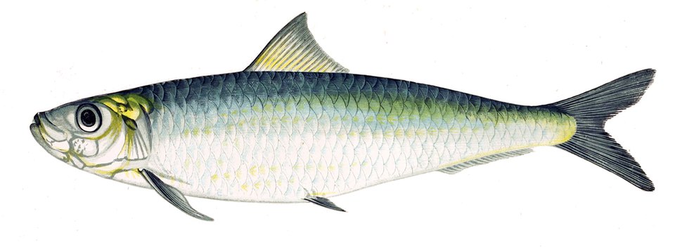 Sardine