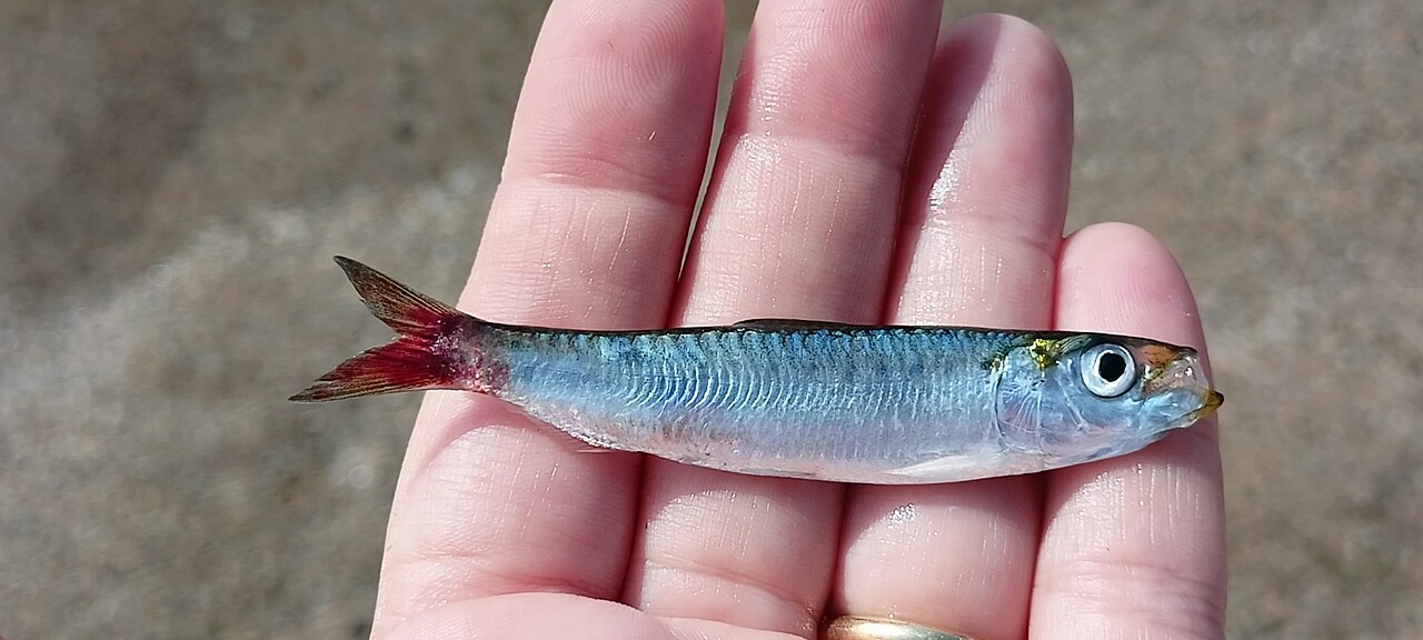 Sardine