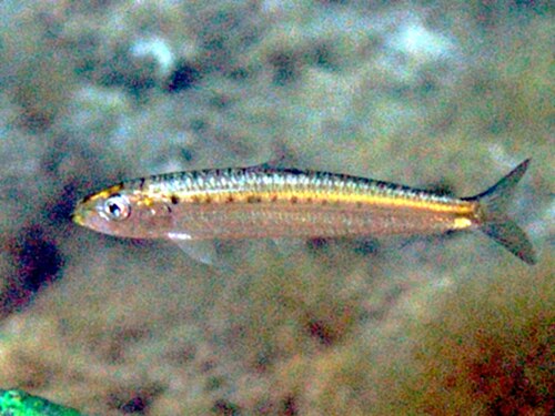 Sardine