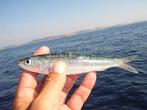 Sardine