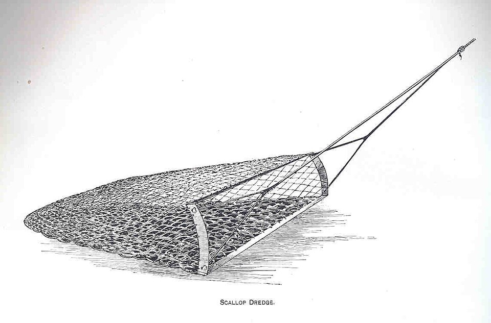 Scallop