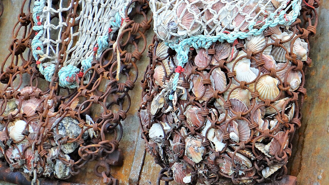 Scallop