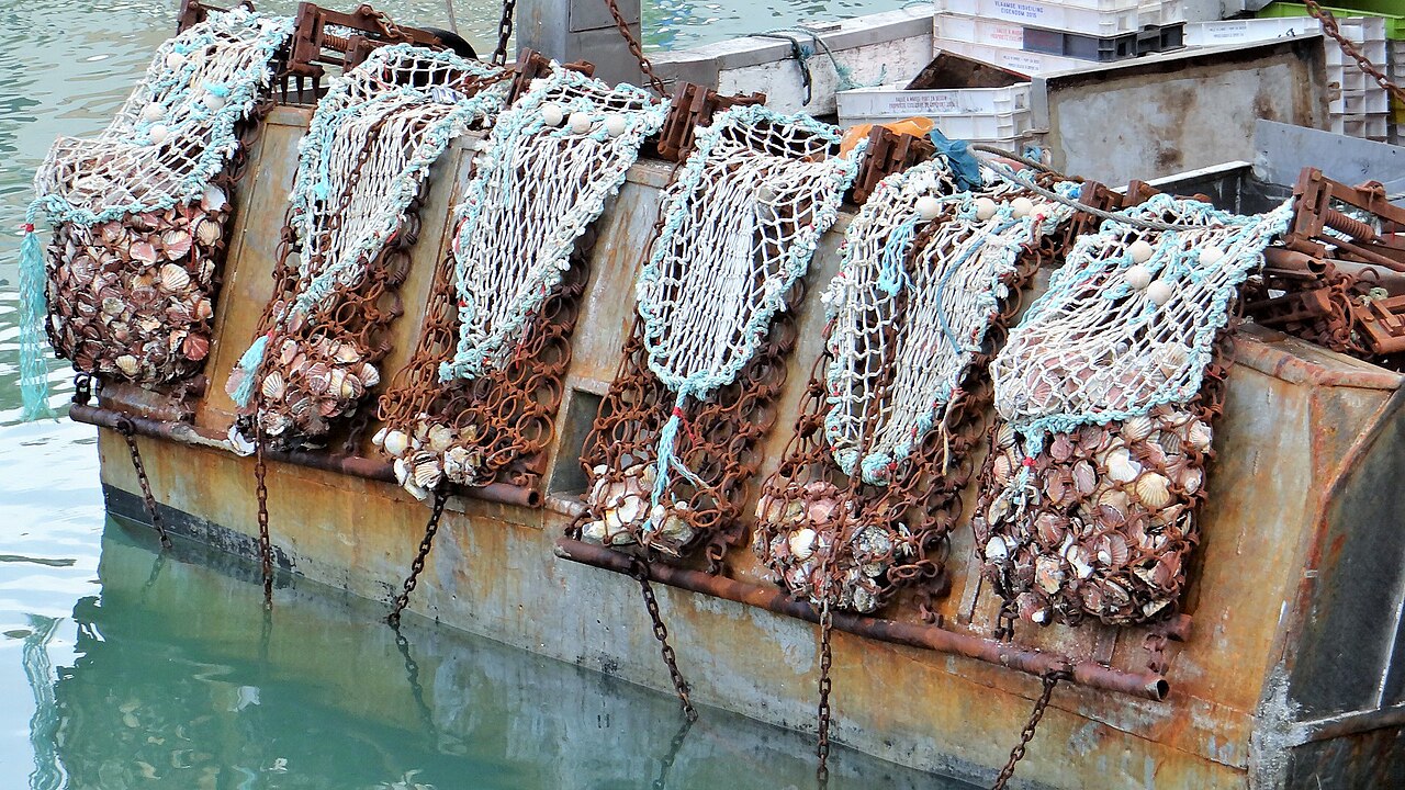 Scallop