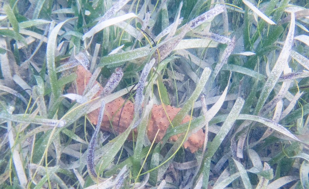 Sea cucumber (generic)