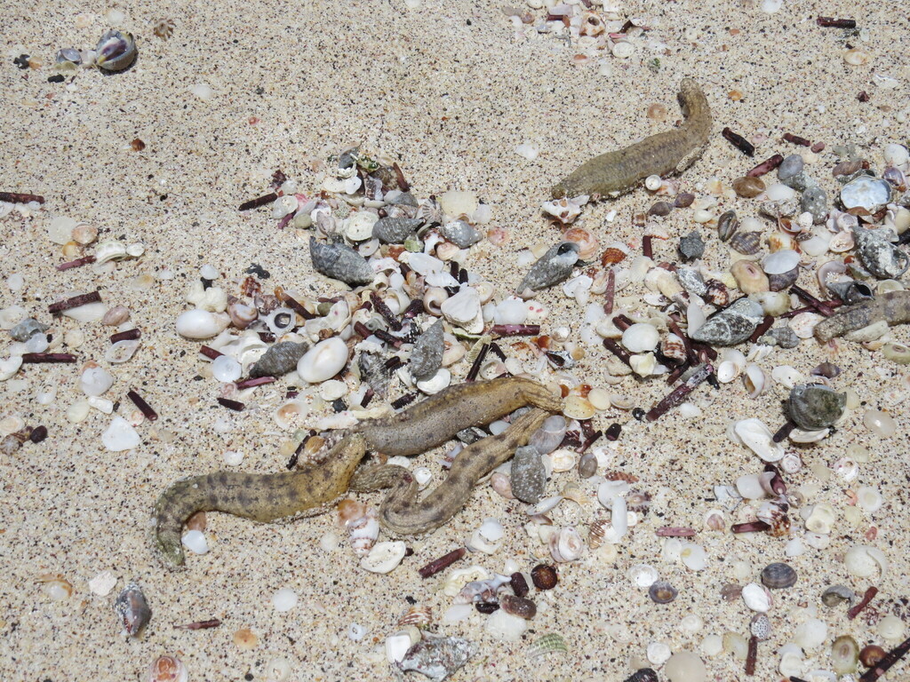 Sea cucumber (generic)