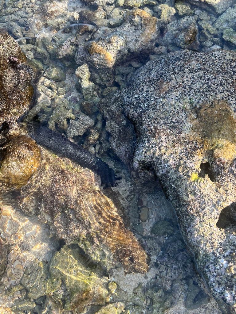 Sea cucumber (generic)