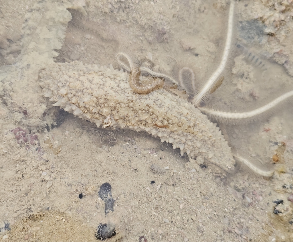 Sea cucumber (generic)