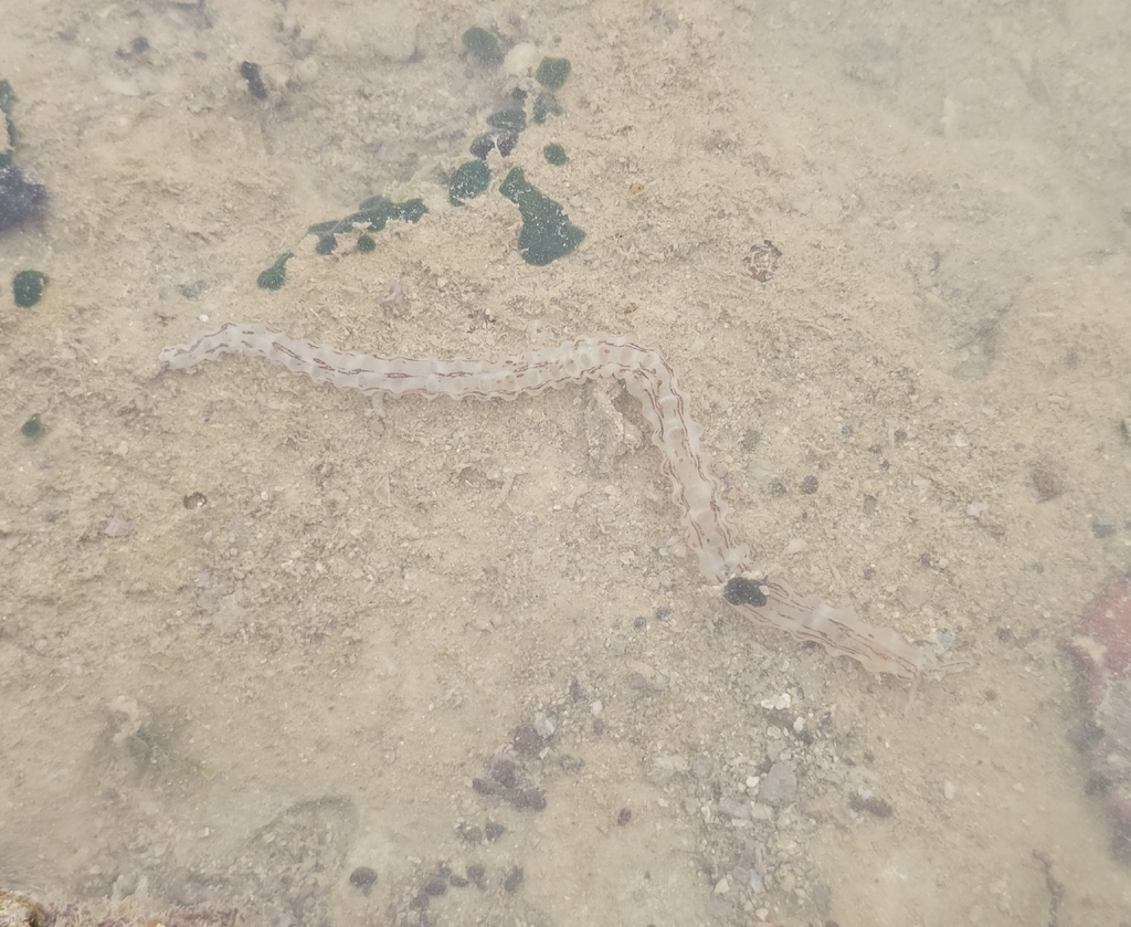 Sea cucumber (generic)