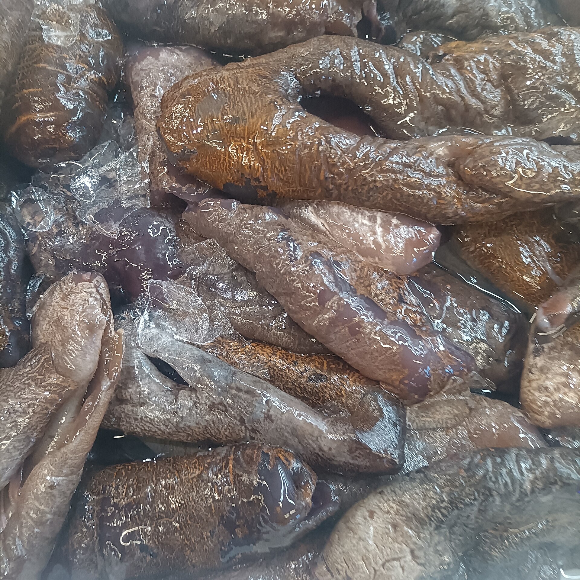 Sea Cucumbers