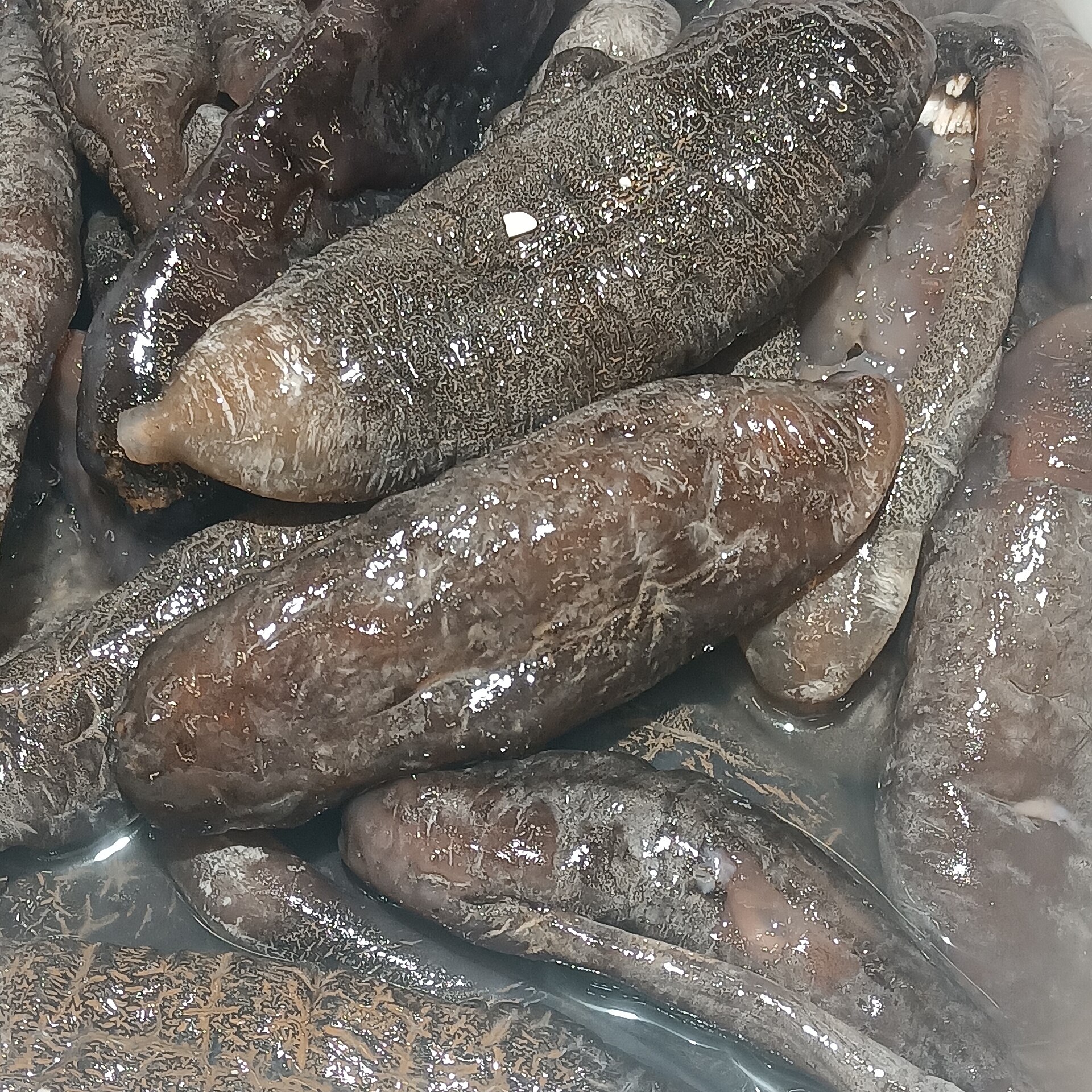 Sea Cucumbers