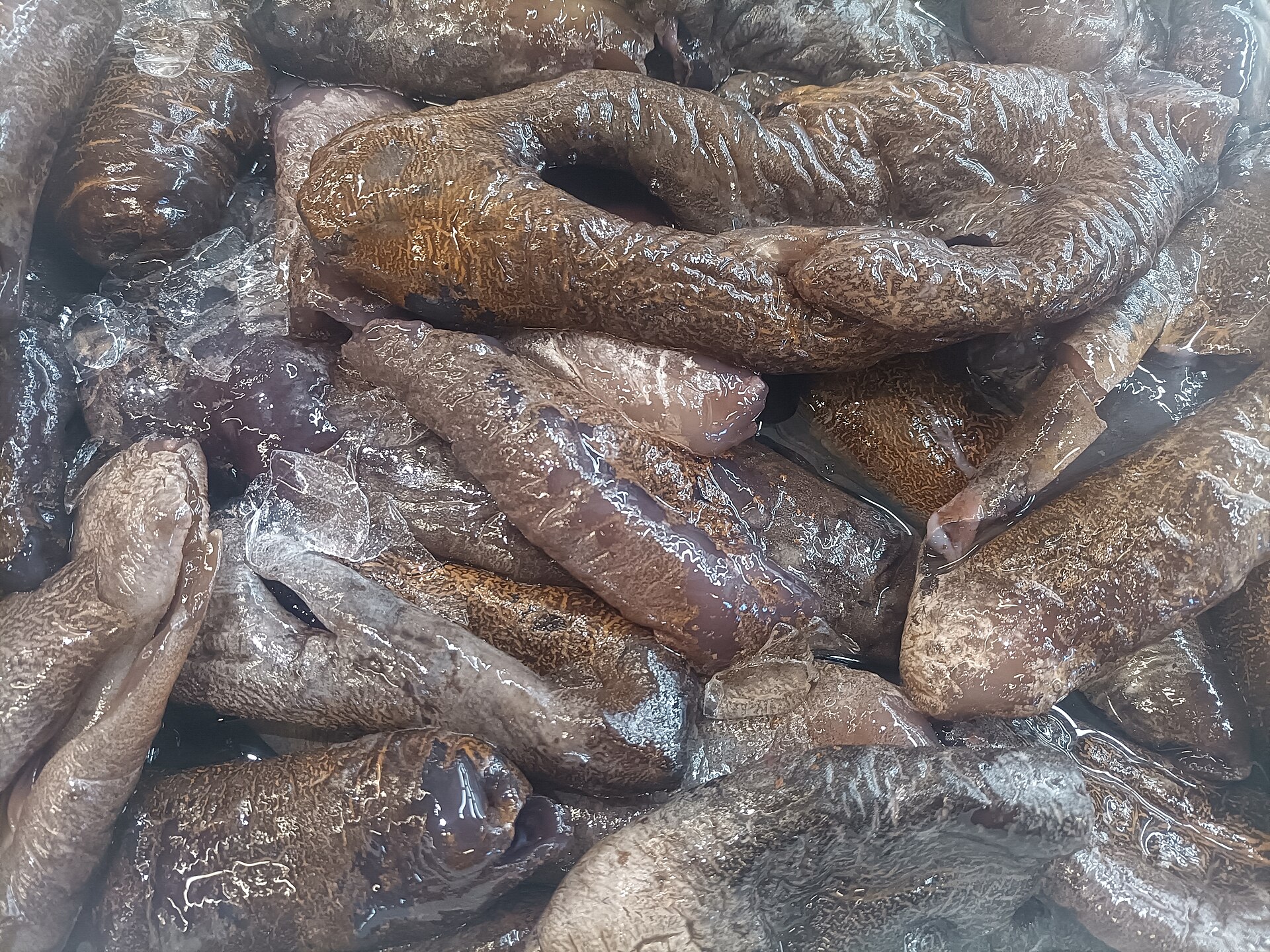 Sea Cucumbers