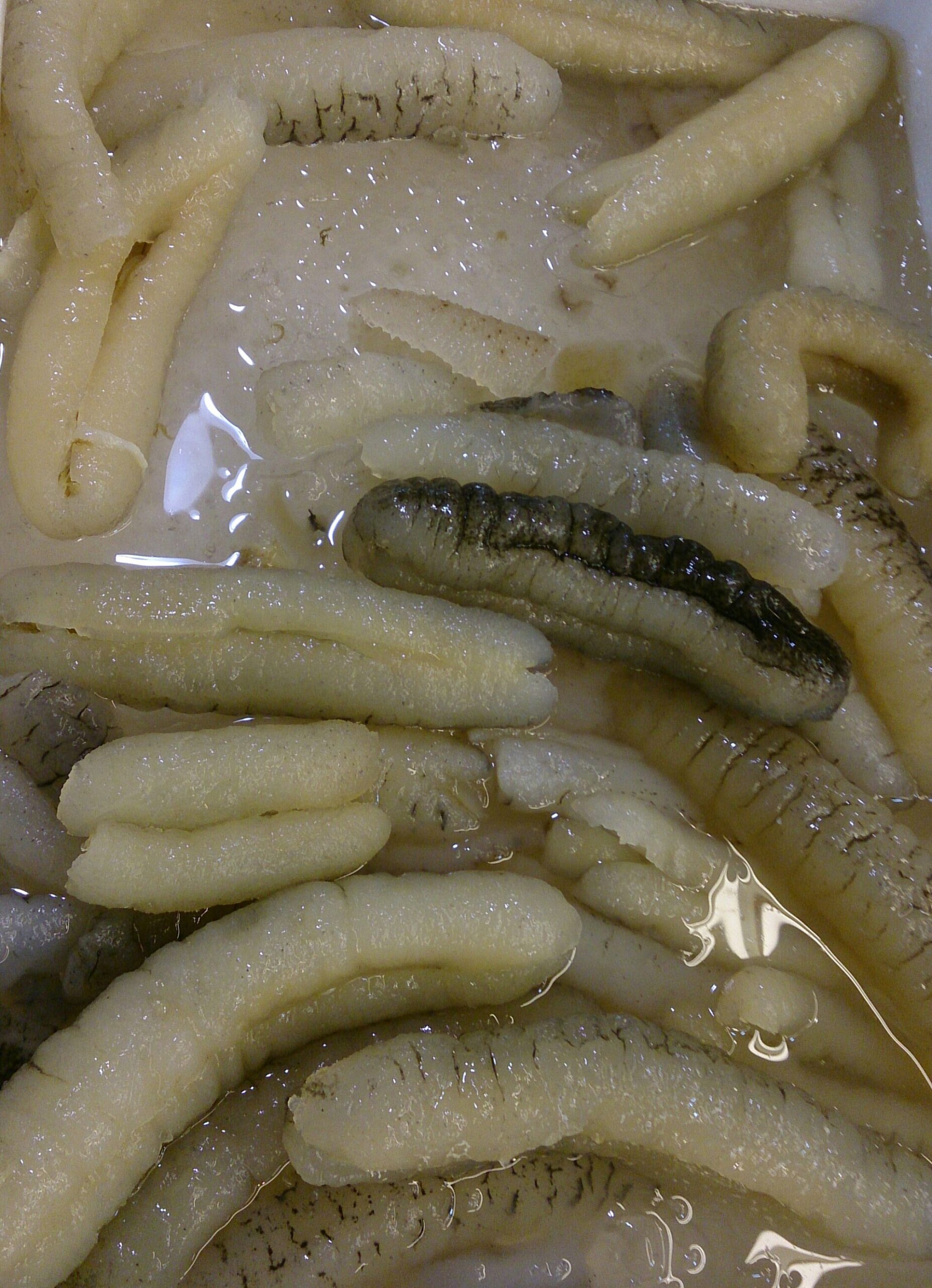 Sea Cucumbers