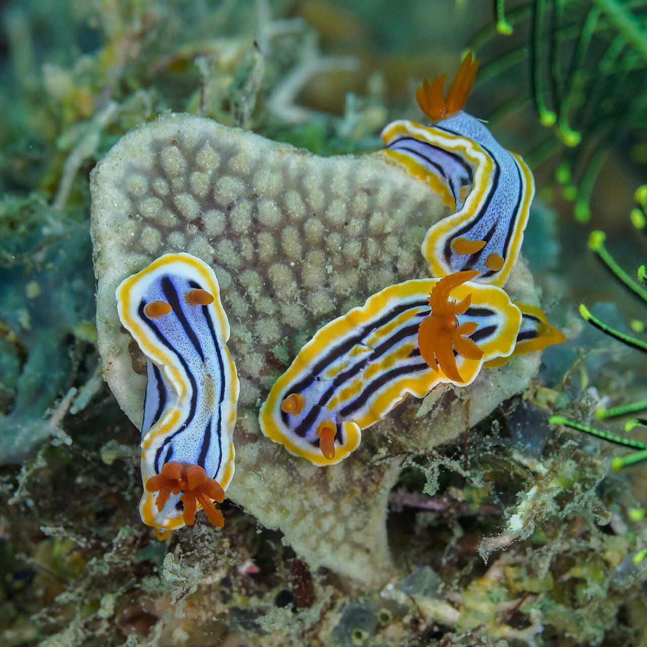 Sea slug